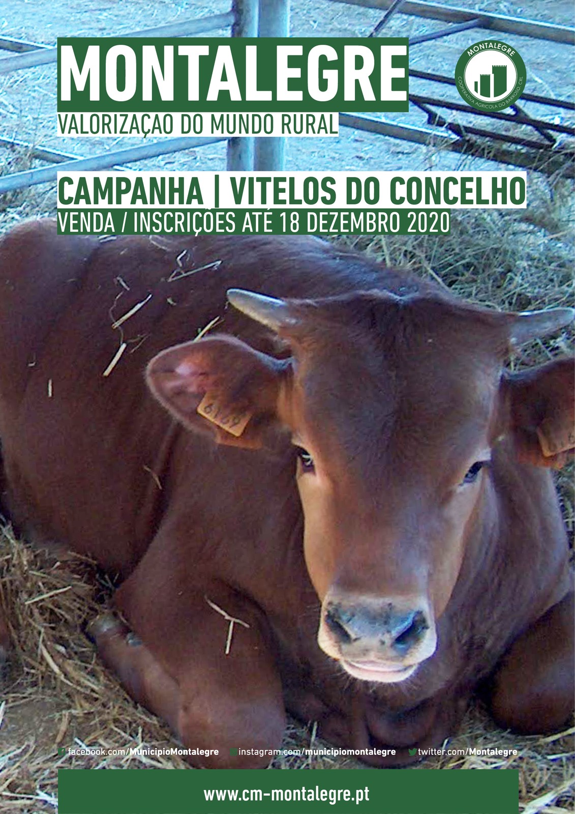 Montalegre   valorizacao do mundo rural   venda de vitelos do concelho  2020 