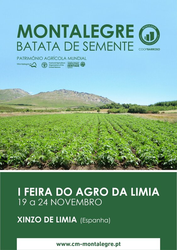 montalegre___batata_de_semente__xinzo_de_limia___espanha_