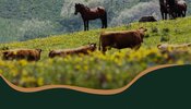 montalegre___forum__baldios___que_futuro____21_novembro_2024