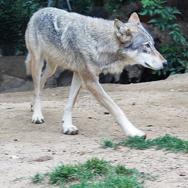 lobo