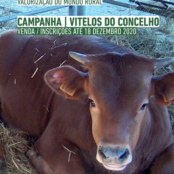 montalegre___valorizacao_do_mundo_rural___venda_de_vitelos_do_concelho__2020_