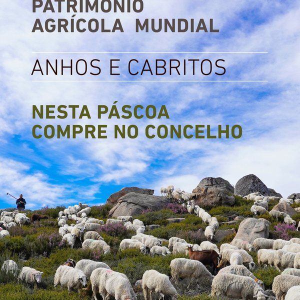 montalegre___pascoa__anhos_e_cabritos____compre_no_concelho___cartaz___oficial