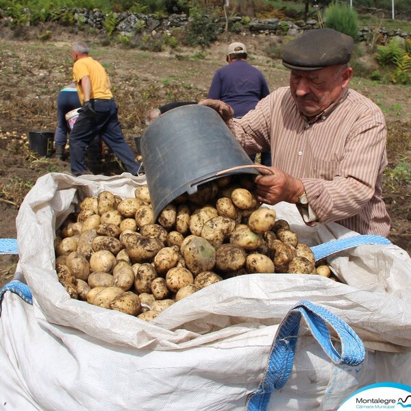 lamacha__arranque_das_batatas___13_