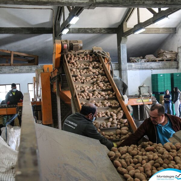 coopbarroso_batata_de_montalegre_2021___17_