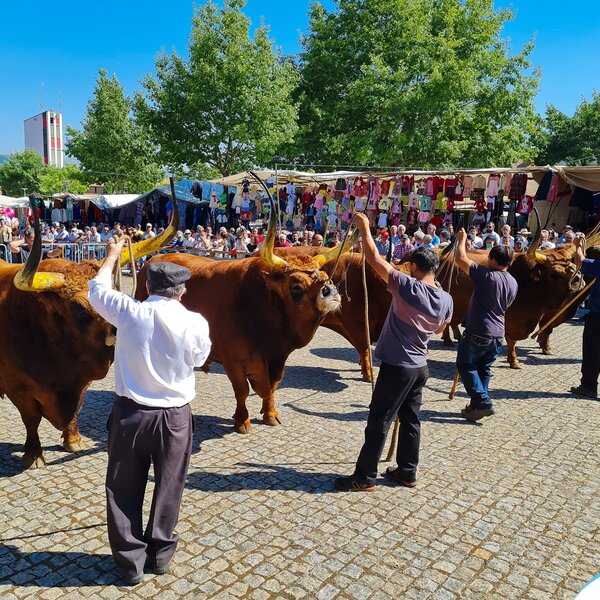 montalegre__feira_do_premio_2022___6_