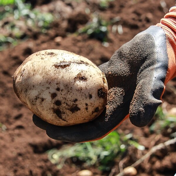 quinta_da_veiga__arranque_da_batata_2022___8_