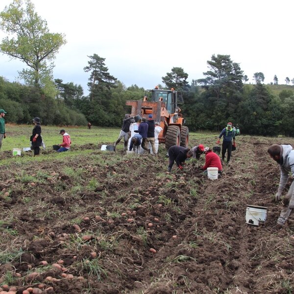 arranque_da_batata_na_quinta_da_veiga__1_