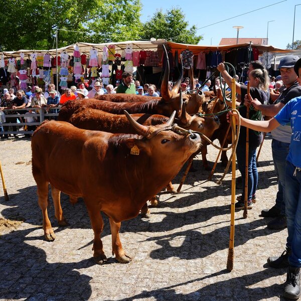 montalegre___feira_do_premio_2023__7_