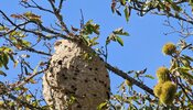 vespa_velutina_08
