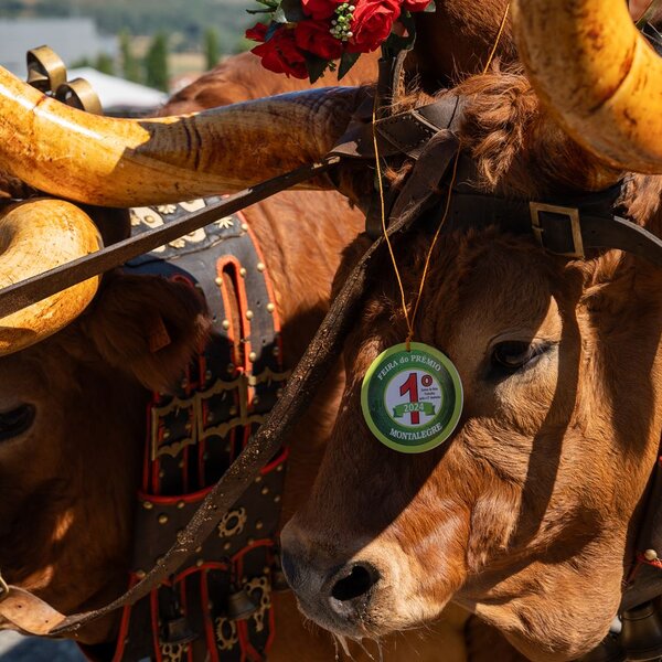 montalegre__feira_do_premio_2024___11_