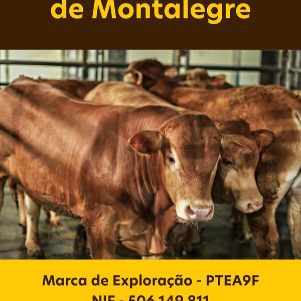 montalegre___mercado_de_gado__informacoes_
