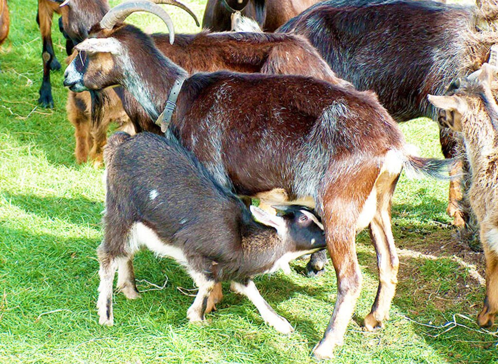 cabrito