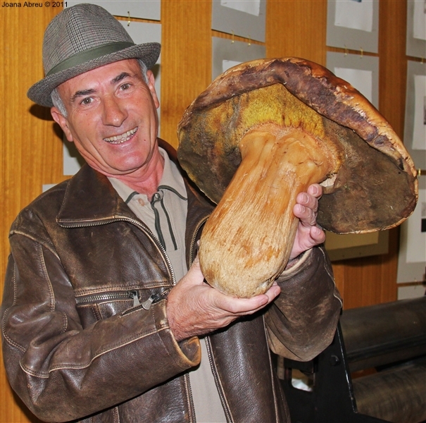 Cogumelo &quot;gigante&quot; em Montalegre