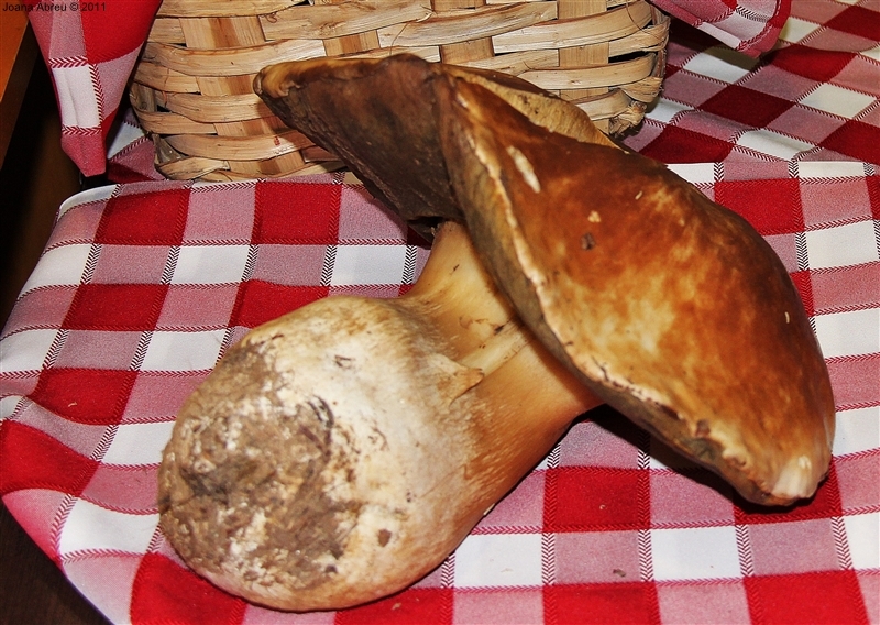 Cogumelo &quot;gigante&quot; em Montalegre