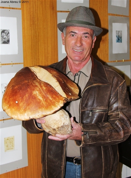 Cogumelo &quot;gigante&quot; em Montalegre