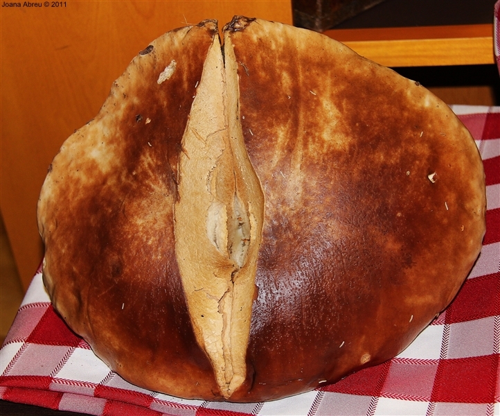 Cogumelo &quot;gigante&quot; em Montalegre