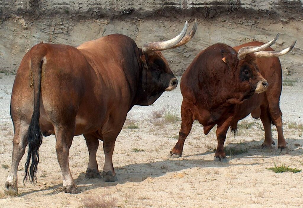 Mais de uma centena de pessoas na III Festa dos Mouras