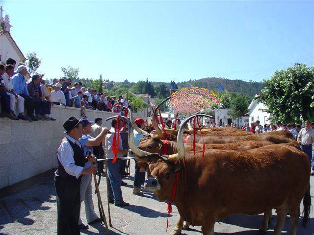 Excelentes exemplares no concurso pecuário de raça barrosã da Venda Nova