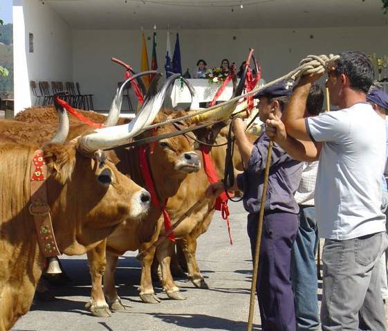 Excelentes exemplares no concurso pecuário de raça barrosã da Venda Nova