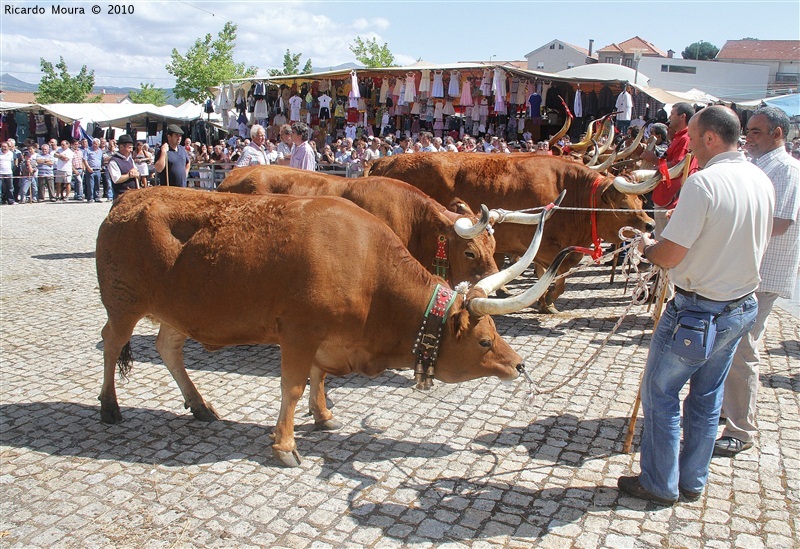 Feira do Prémio 2010