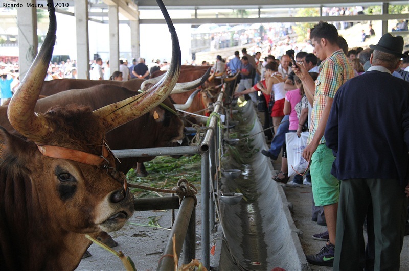 Feira do Prémio 2010