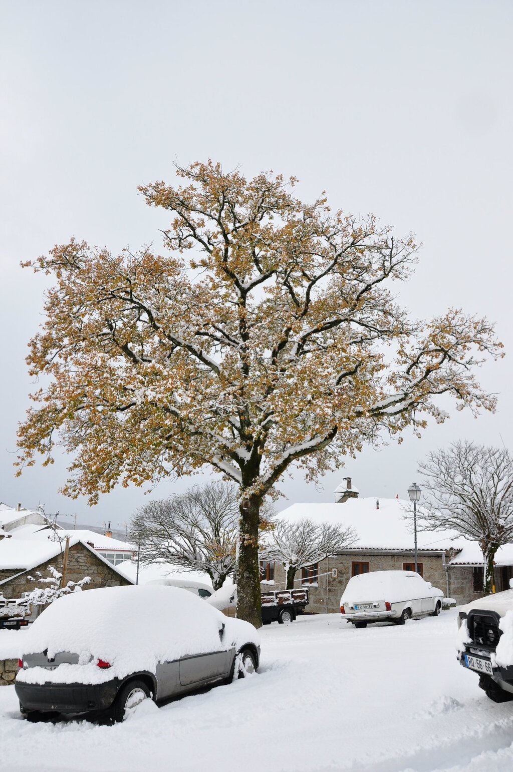 Neve em Montalegre (novas fotos)