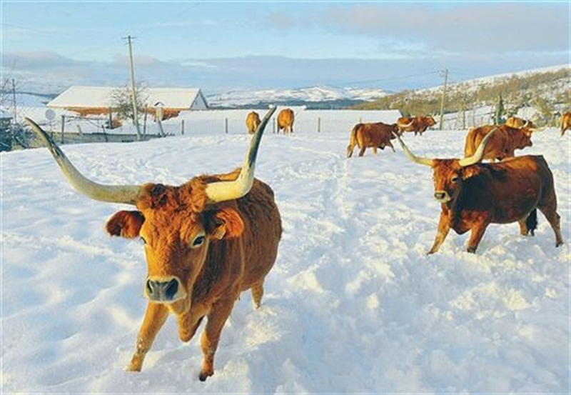 Neve em Montalegre (novas fotos)