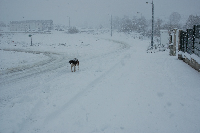 Neve em Montalegre (novas fotos)