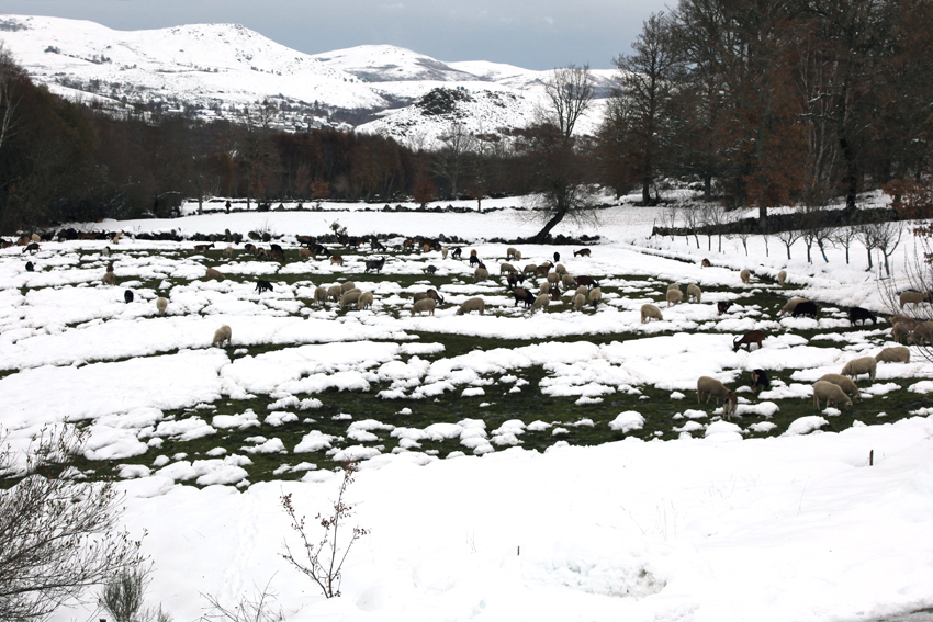 Neve em Montalegre (novas fotos)