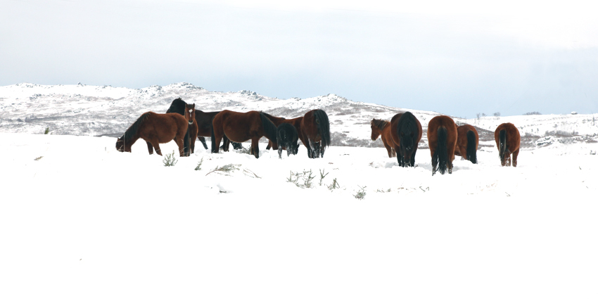 Neve em Montalegre (novas fotos)