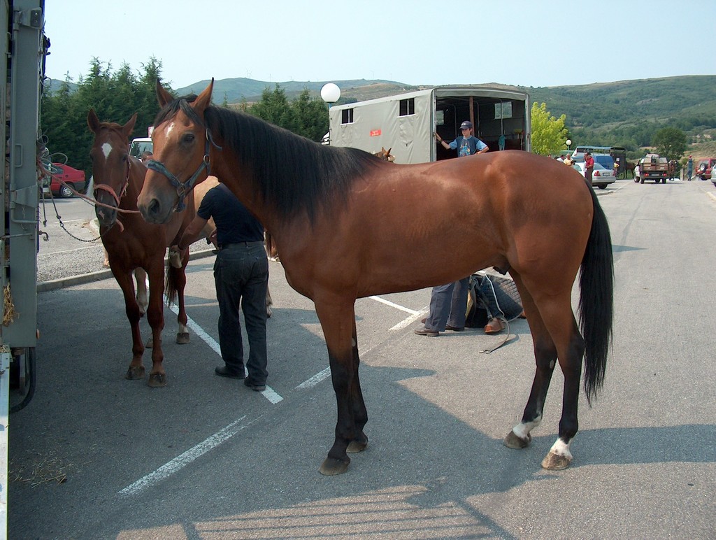 Corrida de Cavalos no Campo do Rolo - fotos da competição