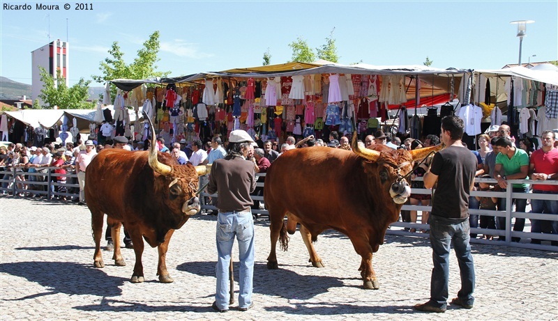 Montalegre - Feira do Prémio 2011