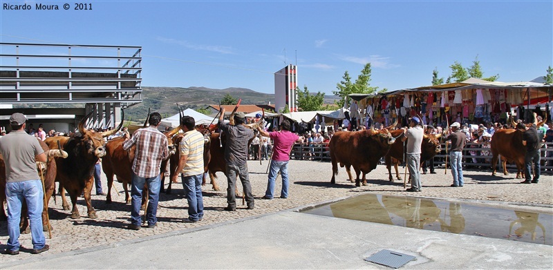 Montalegre - Feira do Prémio 2011