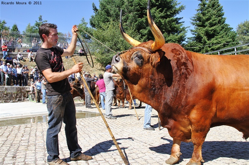 Montalegre - Feira do Prémio 2011