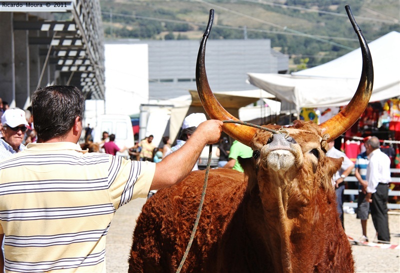 Montalegre - Feira do Prémio 2011