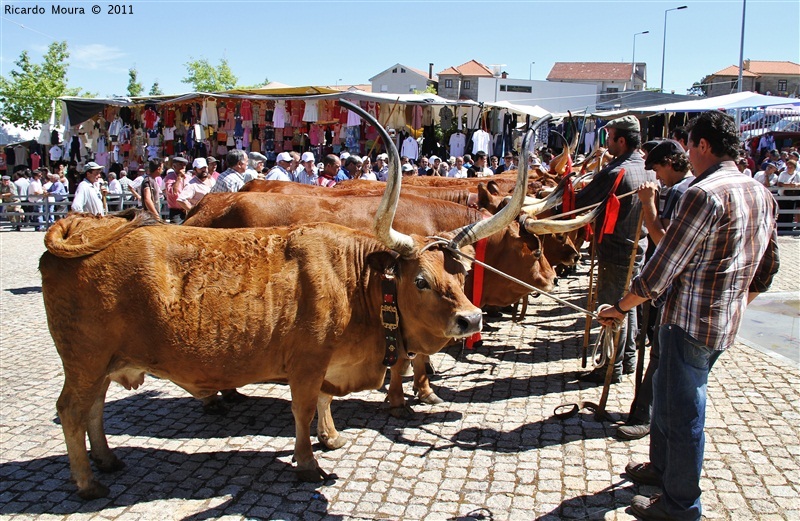 Montalegre - Feira do Prémio 2011