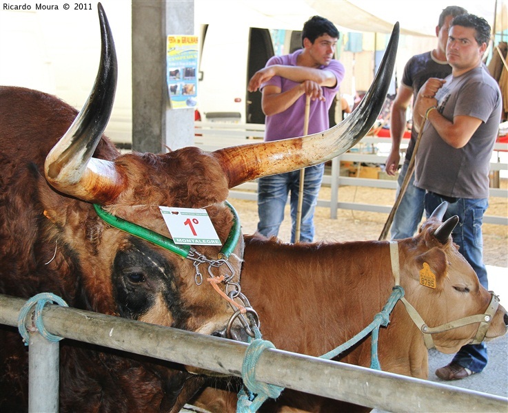 Montalegre - Feira do Prémio 2011