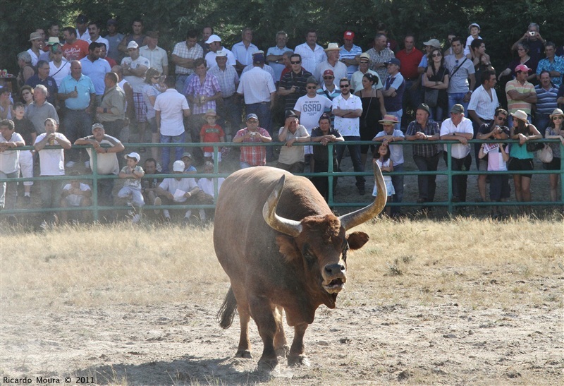 Torneio Chegas de Bois 2011