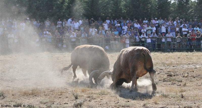 Torneio Chegas de Bois 2011