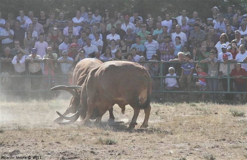 Torneio Chegas de Bois 2011