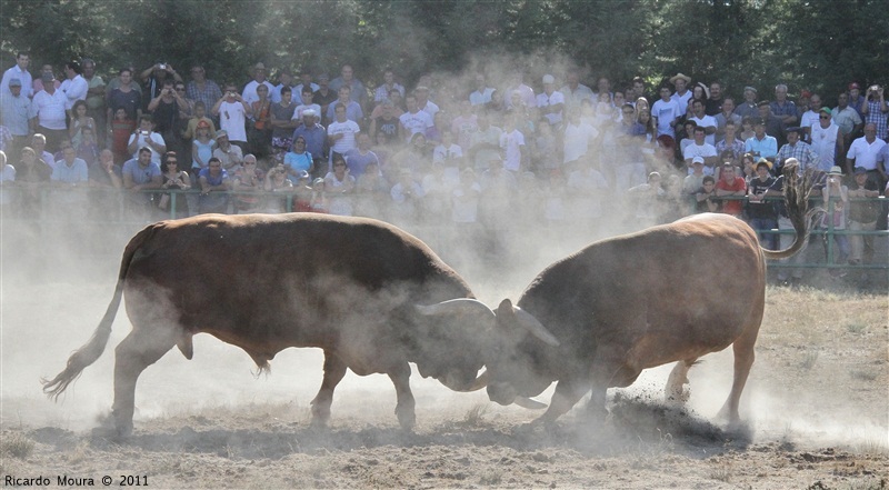 Torneio Chegas de Bois 2011