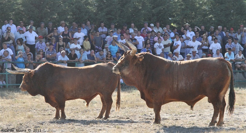 Torneio Chegas de Bois 2011