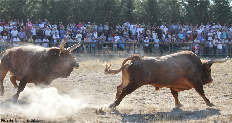 Torneio Chegas de Bois 2011