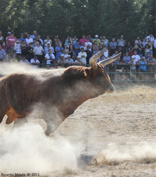 Torneio Chegas de Bois 2011