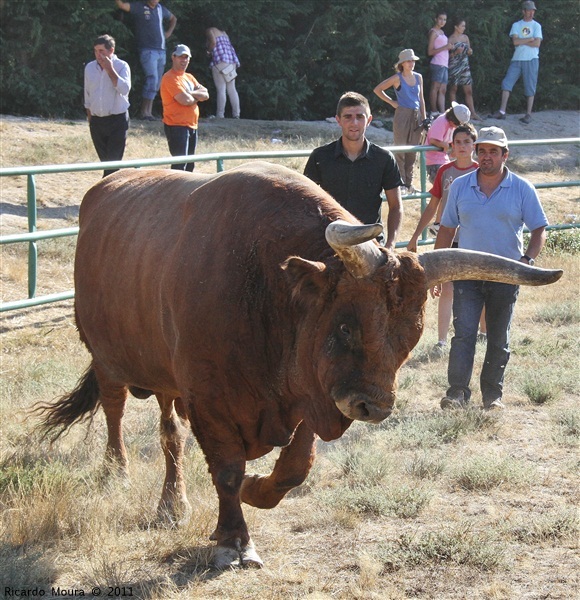 Torneio Chegas de Bois 2011