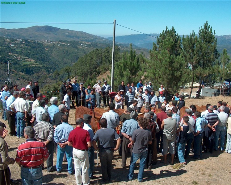 Concurso pecuário de Ferral mostrou belos exemplares de raça barrosã