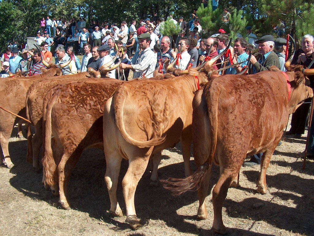 Concurso pecuário de Ferral mostrou belos exemplares de raça barrosã