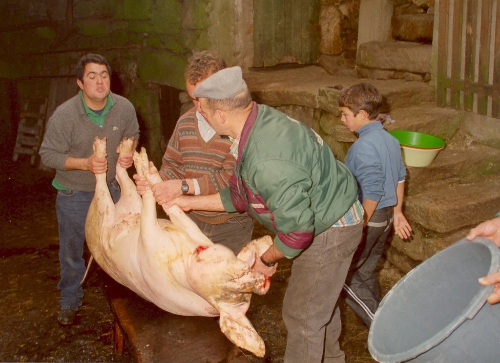 Festa do Porco Bísaro em Paredes do Rio a 11 de Dezembro