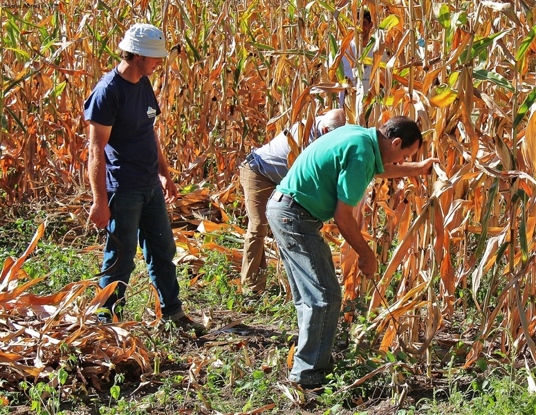 Desfolhada em São Lourenço - Cabril