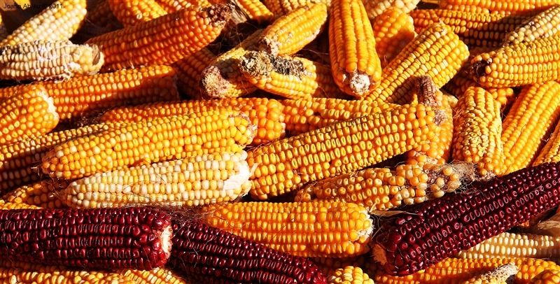 Desfolhada em São Lourenço - Cabril